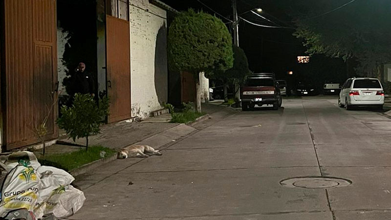 Acusan a edil de Tangancícuaro, Michoacán de presuntamente matar a dos perros de su vecino 
