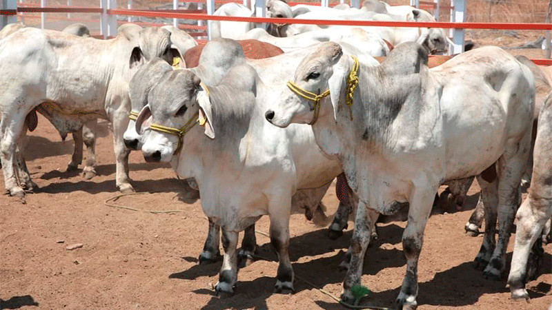 Sader ofrece apoyo a productores para mejorar la nutrición del ganado 
