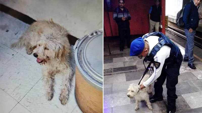 Rescate en Metro Pantitlán: canino se encontraba en las vías de la Línea 5 