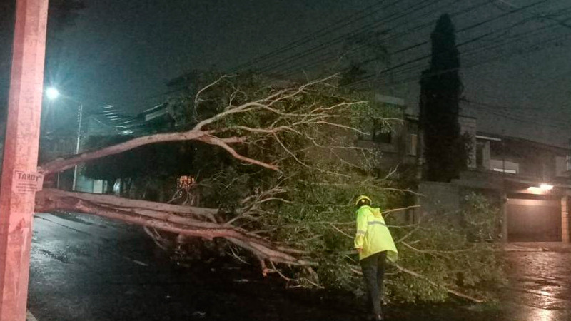 Fuertes vientos derriba 44 árboles, en Querétaro 