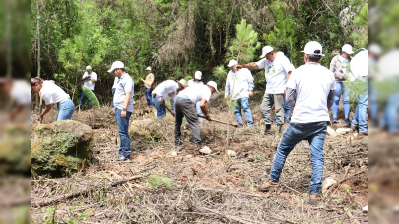 Plantan Proam y empacadora 3 mil árboles en bosques de Uruapan 
