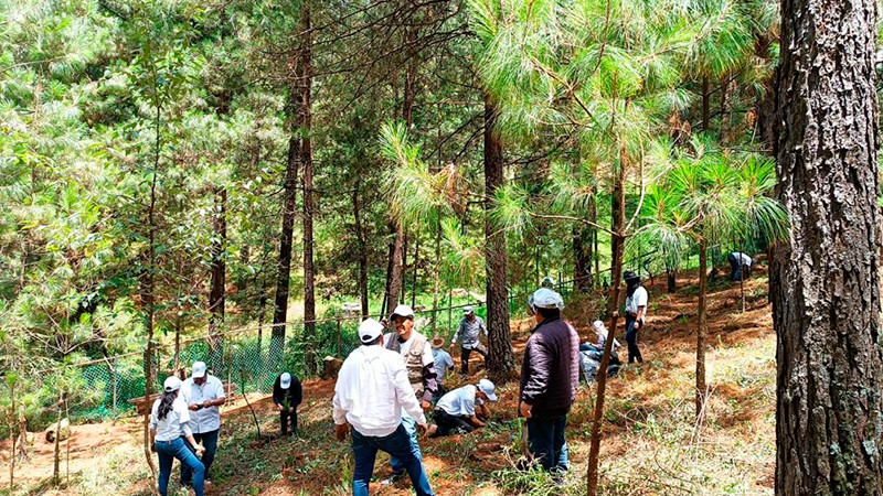 Funcionarios, empresas y sociedad civil, reforestaron el predio Rancho Viejo del Fomento Turístico de Michoacán