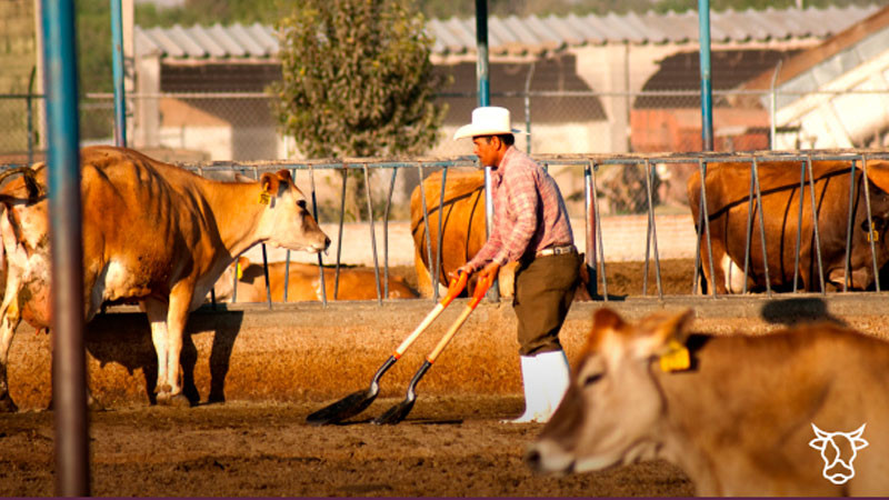 Convocan a ganaderos y veterinarios a estrategia por regiones para erradicar tuberculosis bovina 