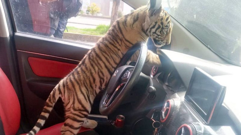Detienen a hombre que paseaba su tigre de Bengala en el Estado de México 