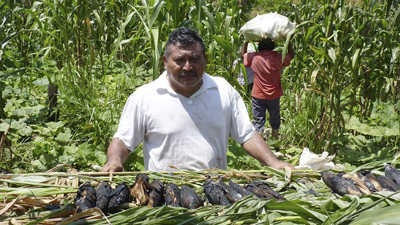 Economía maya se ve afectada por temperaturas extremas en Quintana Roo 