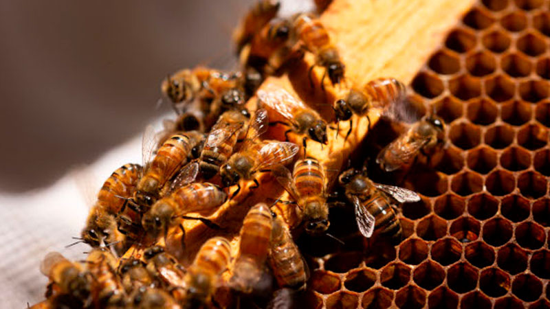De alto impacto productivo ambiental, actividad polinizadora de las abejas: Agricultura 