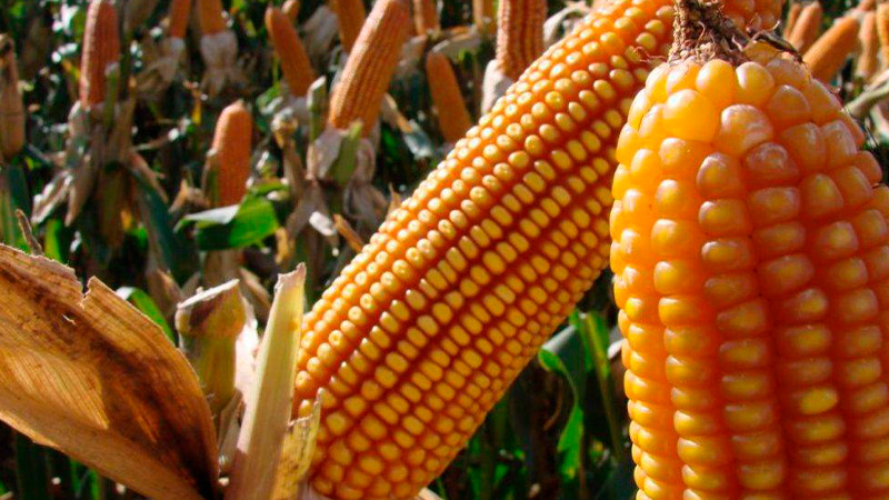 EE.UU solicita panel de disputas del T-MEC en contra de México por maíz transgénico  