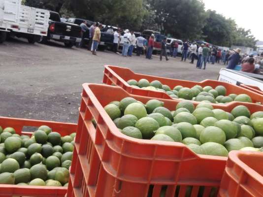 Preocupados los productores de limón por lluvias irregulares 