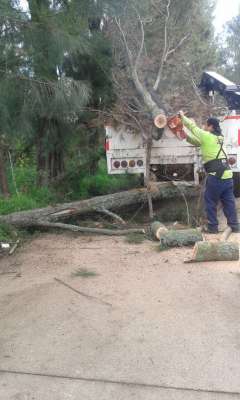 Ante la temporada de lluvias, han incrementado los trabajos de poda de árboles y retiro de ramas peligrosas en Morelia  