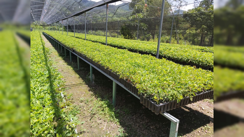 Más de un millón de árboles serán plantados en Aquila y Coahuayana: Cofom