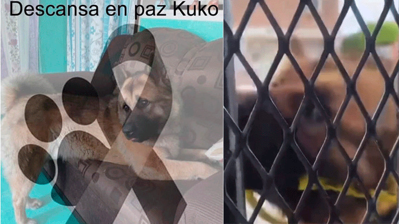 Muere ‘Kuko’, perrito que fue brutalmente golpeado en el municipio de Nicolás Bravo, en Edomex 
