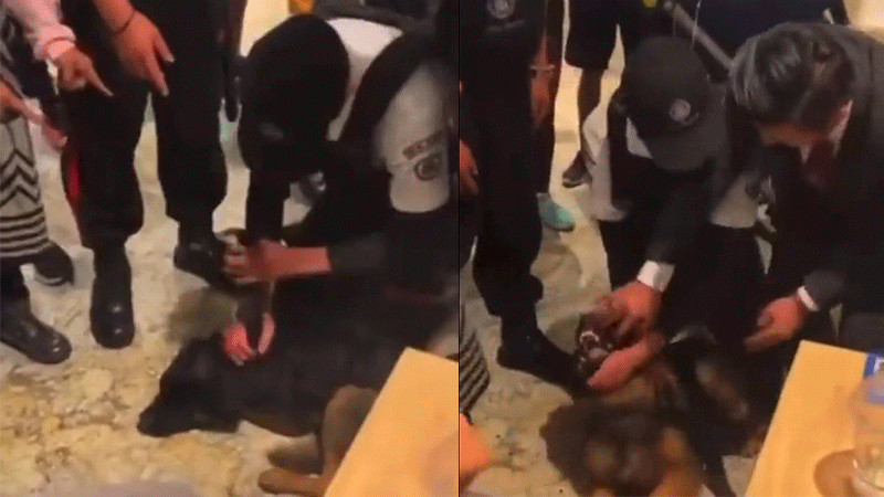 Exhiben maltrato animal en Plaza Satélite luego de que perrito entrara a protegerse de la lluvia 