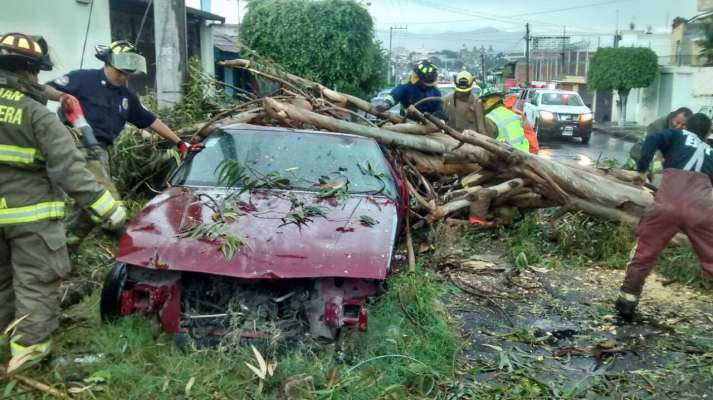 Cae árbol en Morelia, hay dos vehículos dañados  - Foto 0 