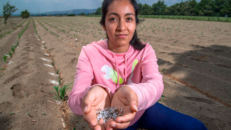 Chiapas, segundo estado con el mayor número de beneficiarios de fertilizante gratuito: Agricultura 