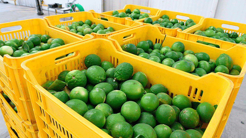 Corte y empacadoras de limón en Buenavista operan al 100%: Sedeco