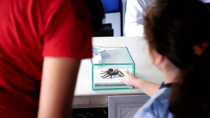 Con exposición de arte, SSM difunde riesgos de picaduras de insectos en el hogar en Morelia