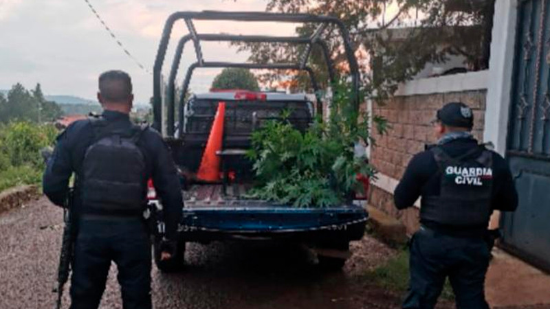 Tras operativo decomisan y destruyen drogas, en Lagunillas, Michoacán