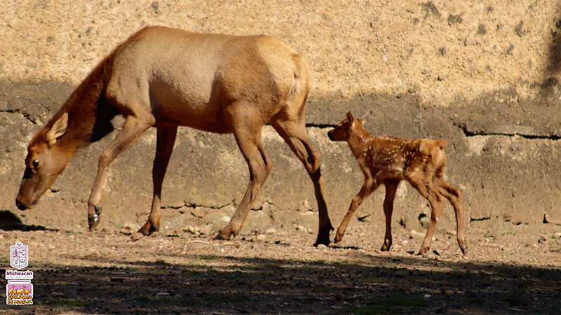 Nacen tres crías de ciervo canadiense en el Zoológico de Morelia