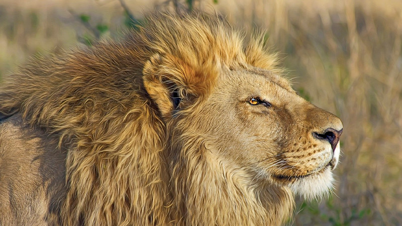 La Piedad: aseguran pobladores que un león ha devorado 40 cabezas de ganado 