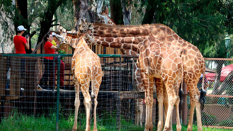 Escápate al Zoológico de Morelia antes del regreso a clases