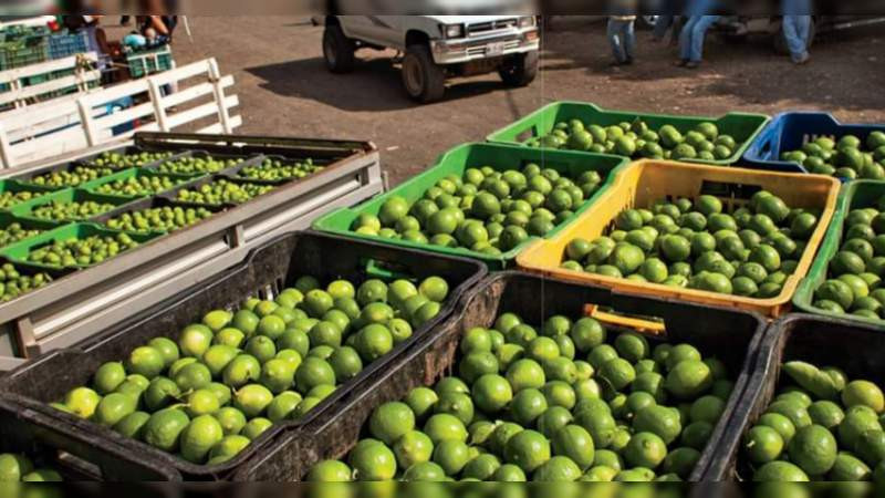 Parálisis de corte y empaque de limón ya afecta a población de Apatzingán 