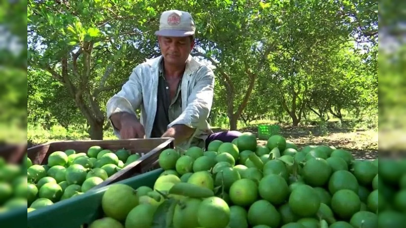 Múgica y Buenavista abren sus puertas al limón de Apatzingán para que productores amenazados vendan 