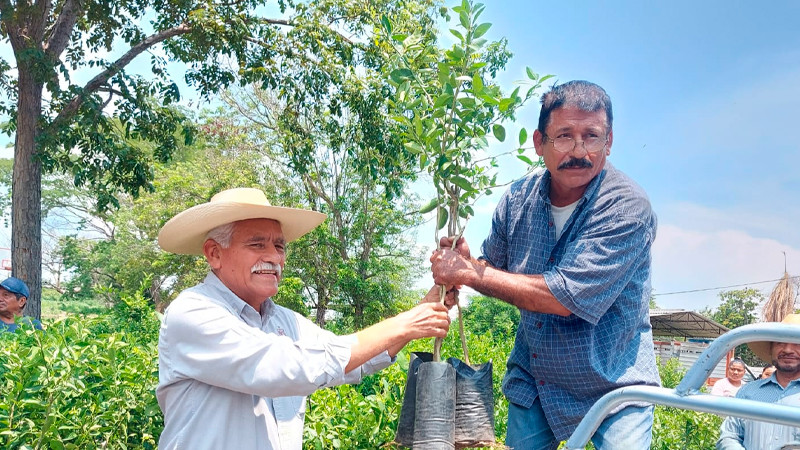 Gobiernos federal y estatal respaldan al sector limonero de Michoacán 
