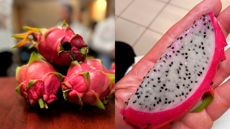  Se constituye en Tacámbaro cooperativa de producción y venta de pitahaya 