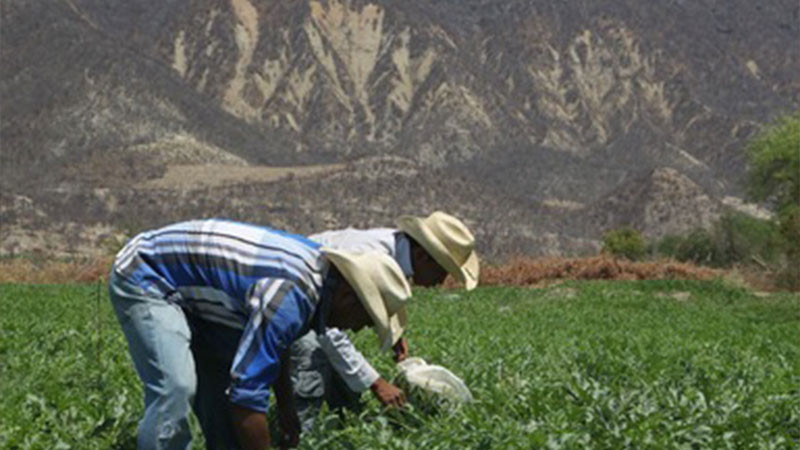 Consejo Supremo Indígena señala que hay 100 conflictos agrarios en Michoacán  