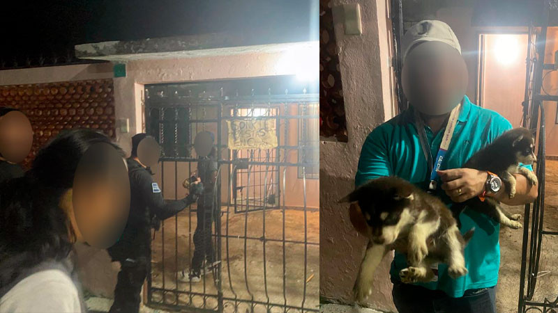 Rescatan en Quintana Roo a 5 perritos Husky y detienen al dueño por posible maltrato animal 
