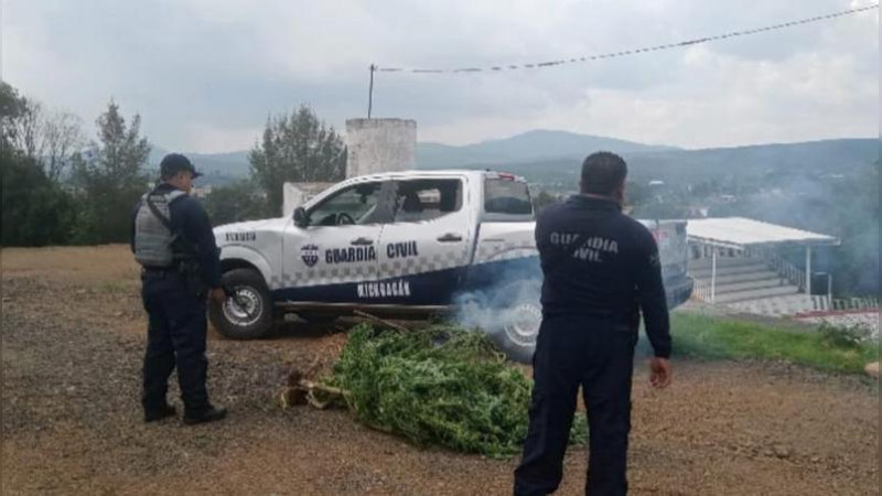 Localiza SSP plantío de hierba ilícita en Lagunillas, Michoacán; lo incineran 