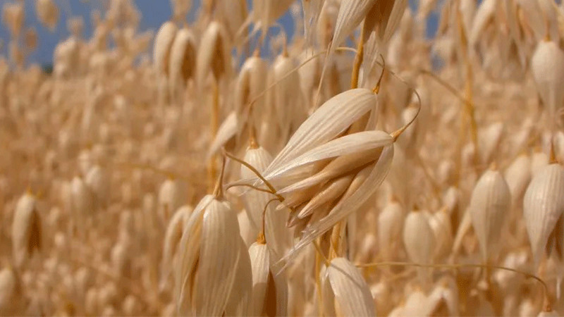 Se entregará semilla para forraje a productores en Querétaro 