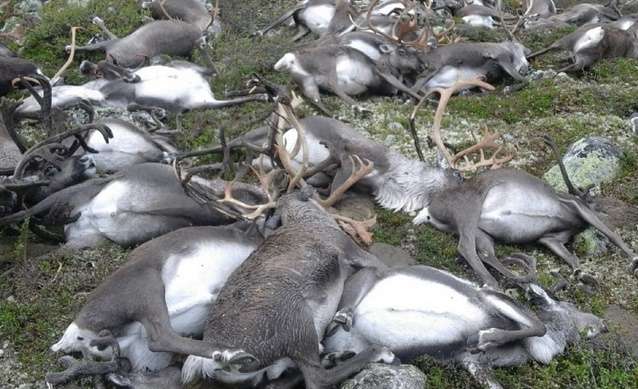 Rayo mata a 323 renos en Noruega 