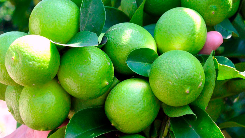 Aumento en el precio del limón es normal por fiestas patrias, explica Profeco 