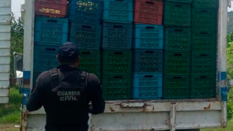 Apatzingán: detienen a 11 presuntos ladrones de una huerta de limón 