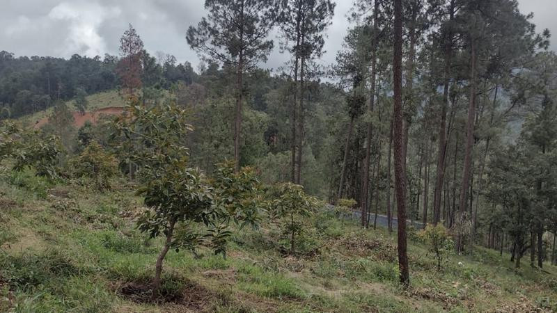 Aseguran predio en el que sembraban aguacate sin permiso en Madero, Michoacán