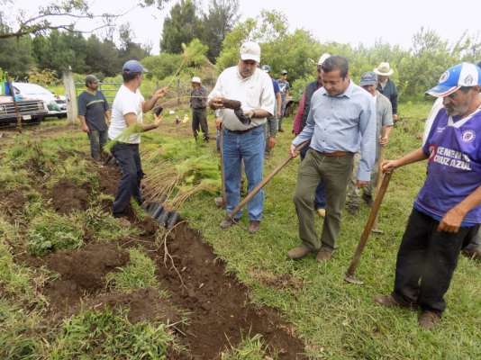 Reforestan 51 hectáreas en Tocumbo, Michoacán - Foto 0 
