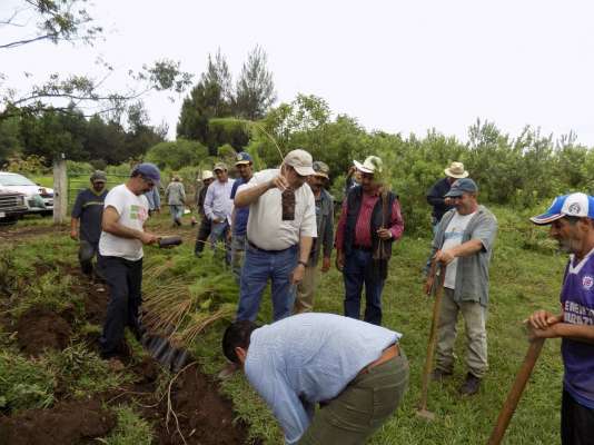 Reforestan 51 hectáreas en Tocumbo, Michoacán - Foto 1 
