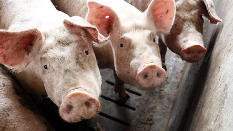Científicos chinos crean embriones de cerdo con componentes humanos para trasplantes 