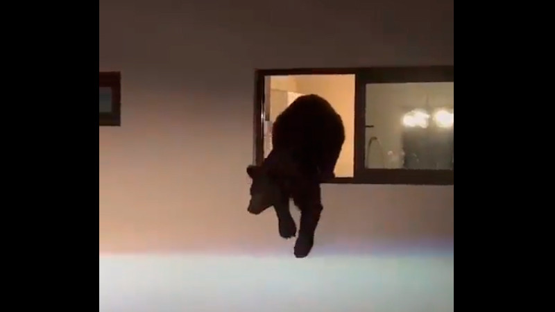 Graban a oso saliendo de una casa en Nuevo León 