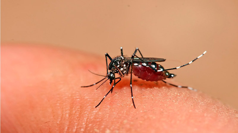 Ecuador declara alerta epidemiológica por brote de dengue 