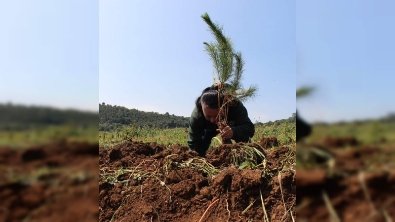 Nuevo bosque de pino brindará servicios ambientales a Morelia