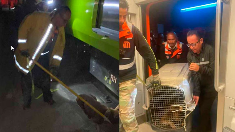 CDMX: rescatan a perrito que ingresó a vías de estación Zapata de Línea 12 del Metro 