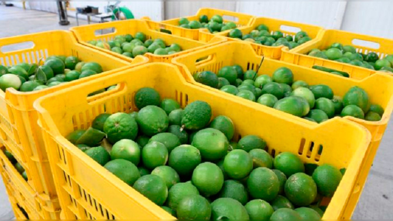 Se reanuda corte de limón en Apatzingán con 300 toneladas 