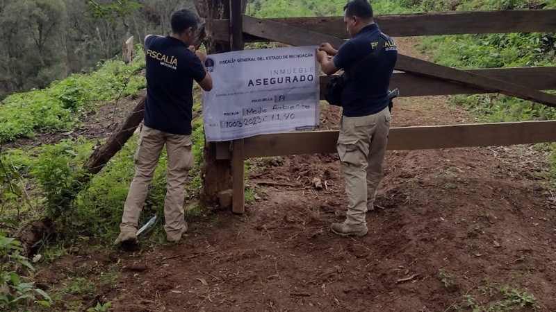 Aseguran predio durante cateo en Pátzcuaro; plantaban aguacate y realizaban tala ilegal