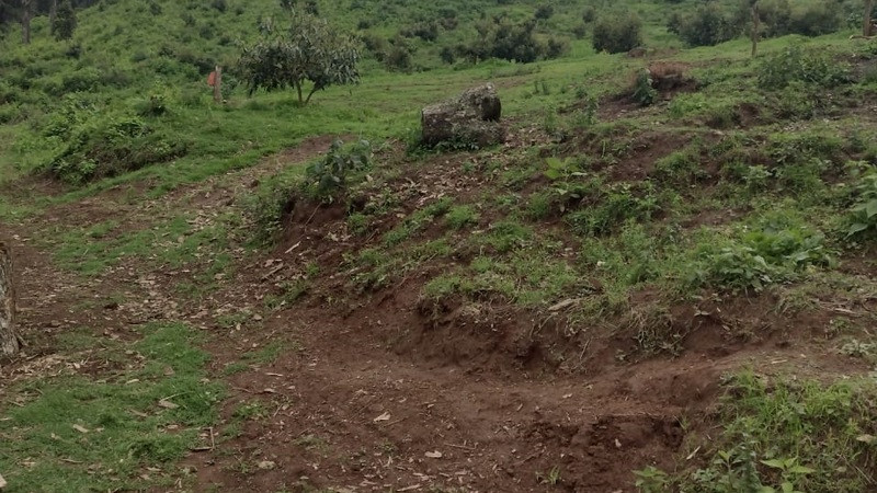 Aseguran predio durante cateo en Pátzcuaro; plantaban aguacate y realizaban tala ilegal