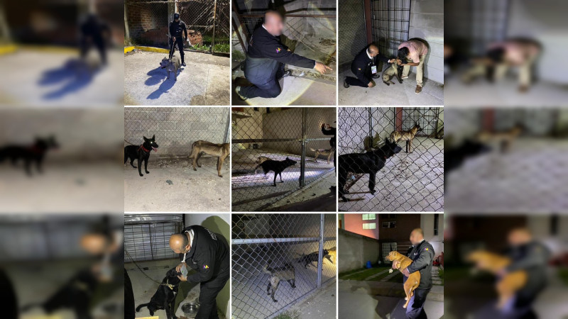 Rescatan a 8 perros que se encontraban abandonados y con signos de maltrato en Cuautitlán Izcalli 