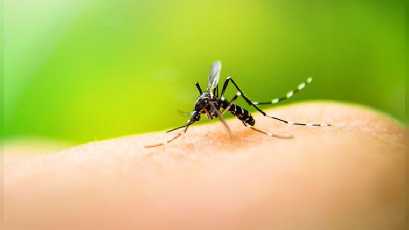 Fundamental, no automedicarse en caso de dengue; empeora síntomas y pone en riesgo la vida 