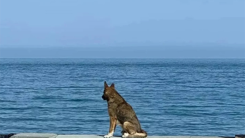 Erigir En Yalta planean erigir un monumento a Mukhtar, el Hachiko de Crimea
