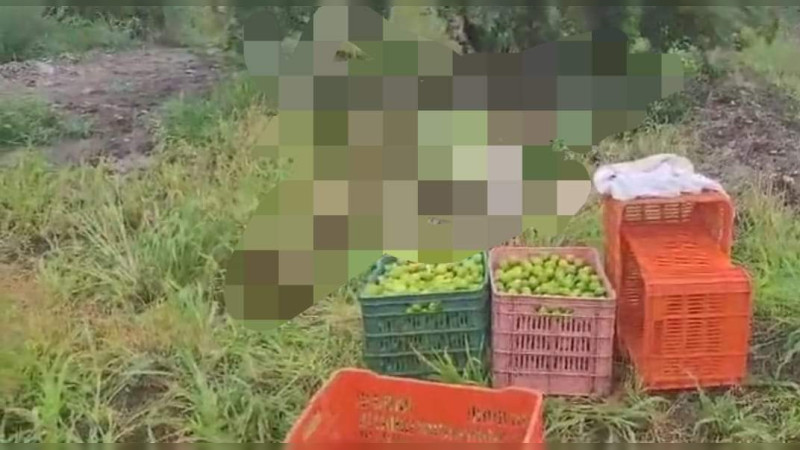 Ejecutan a tres cortadores de limón de Tepalcatepec: Los sorprendieron mientras trabajaban